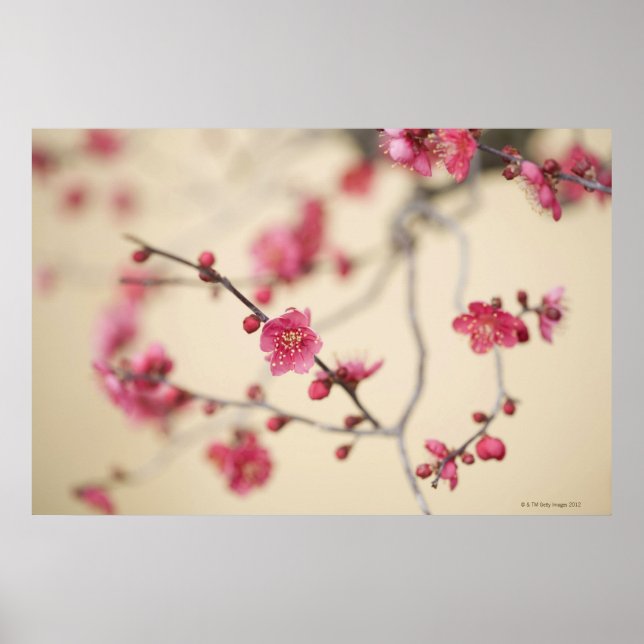 Plum Blossoms Poster (Front)