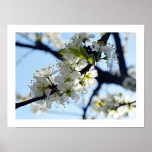 Plum Blossoms Poster