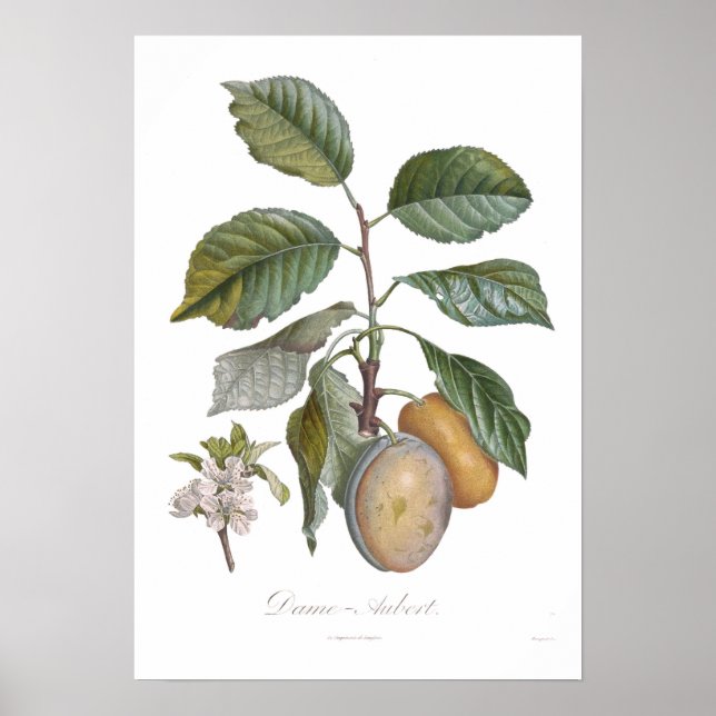 Plum,Dame-Aubert Poster (Front)
