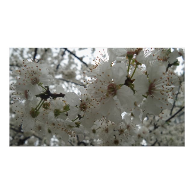 Plum Flower Kodak professional Photo Paper Print (Front)