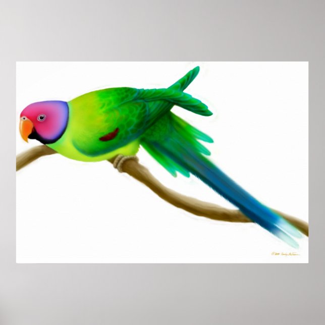 Plum Headed Parakeet Parrot Print (Front)