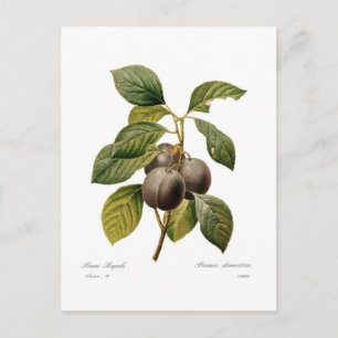 Plum Postcard