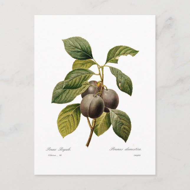 Plum Postcard (Front)