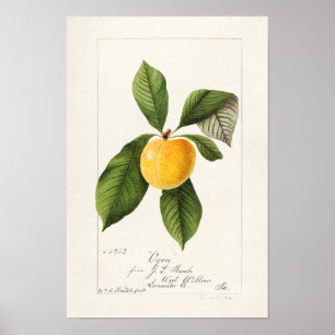 Plum (Prunus Domestica) Fruit Watercolor Painting Poster