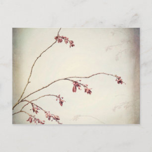Plum Tree Branch with Spring Buds   Seabeck, WA Postcard