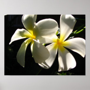 Plumaria Hawaiian Tropical Flowers Poster Print