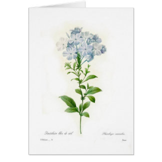 Plumbago