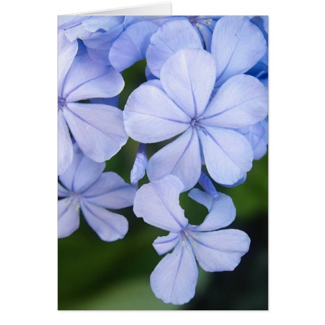 Plumbago (Front)