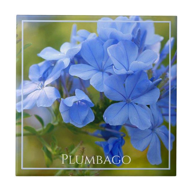 Plumbago - Blue Summer Flowers Nature Photography Tile (Front)