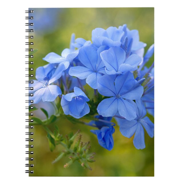 Plumbago - Blue Summer Flowers Picture Notebook (Front)