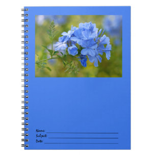 Plumbago - Blue Summer Flowers Picture Notebook