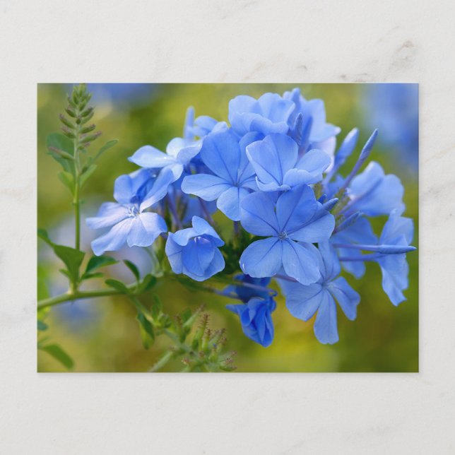 Plumbago - Blue Summer Flowers Picture Postcard (Front)