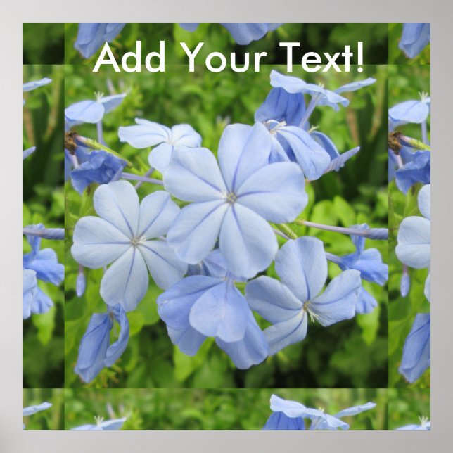 Plumbago Flower Blue Poster (Front)