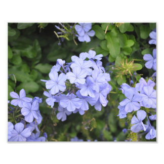 Plumbago of Kauai Photo Print