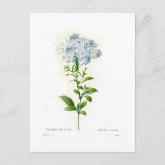 Plumbago Postcard