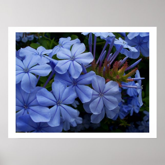 Plumbago Poster (Front)