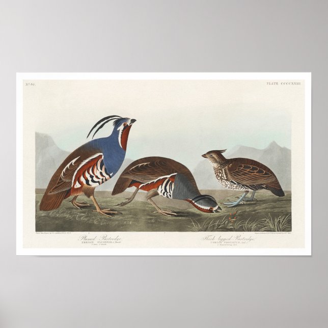 Plumed Partridge and Thick-legged Partridge Poster (Front)
