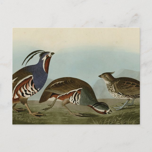 Plumed & Thick-legged Partridge Postcard (Front)