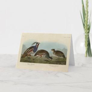 Plumed & Thick-legged Partridges - Audubon's Birds Card