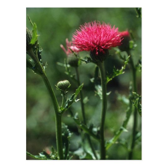 Plumed Thistle (Cirsium Japonicom) flowers Postcard