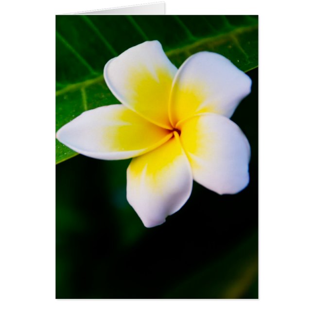 Plumeria (Front)