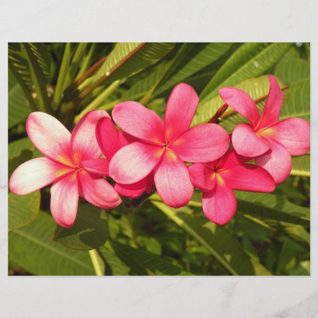 Plumeria (Front)