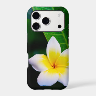 plumeria