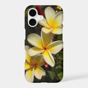 Plumeria