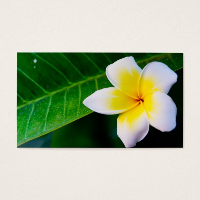 plumeria (Front)