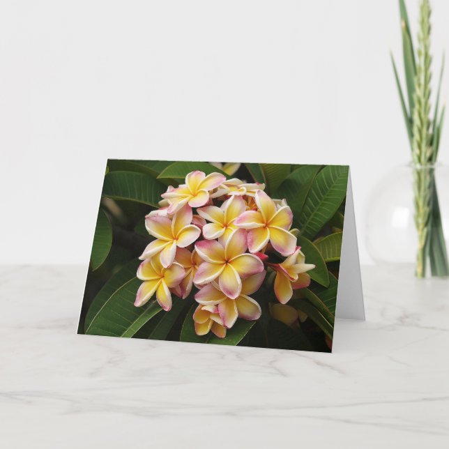 Plumeria Art note card. Card (Front)