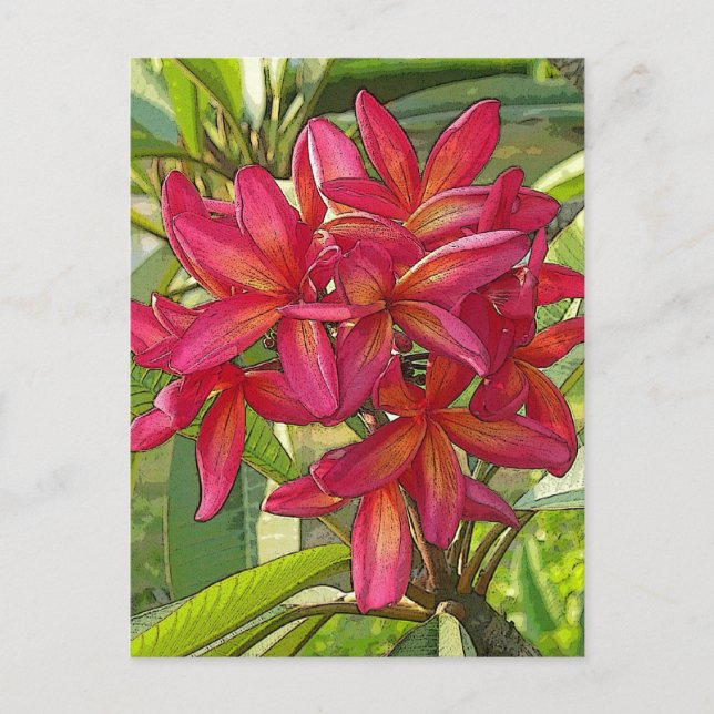 Plumeria - Artistic Design on Postcard (Front)