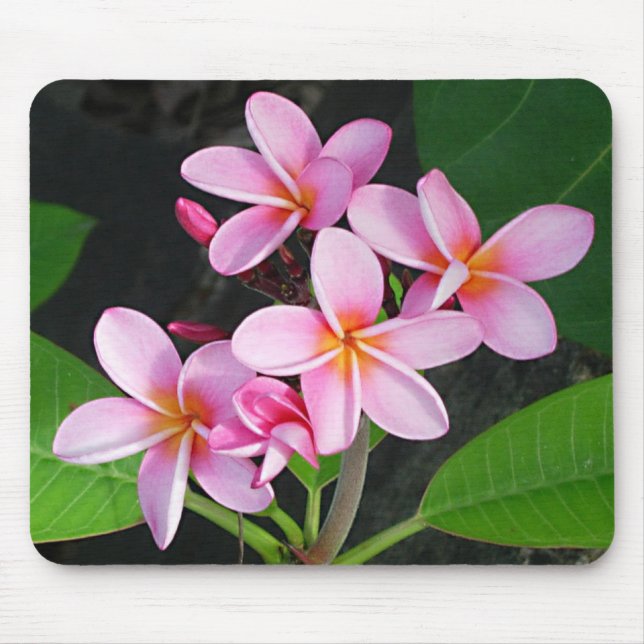 Plumeria at Virgin Gorda Bitter End Yacht Club Mouse Mat (Front)