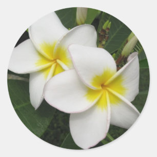 Plumeria Blossom Classic Round Sticker