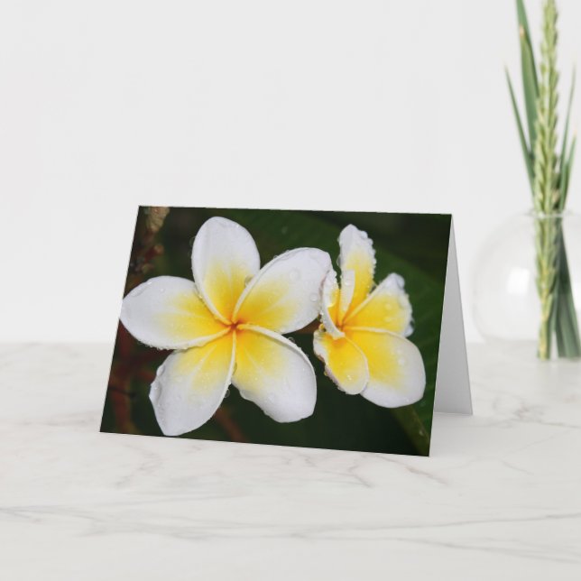 Plumeria Blossoms Card (Front)