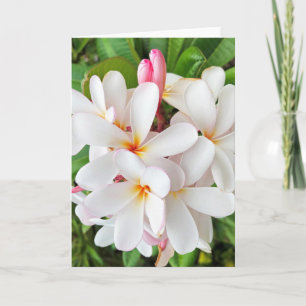Plumeria Blossoms Card