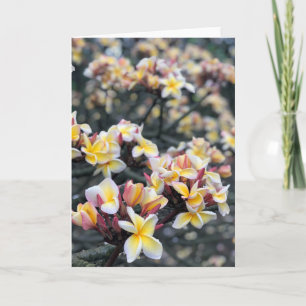 Plumeria Blossoms Card