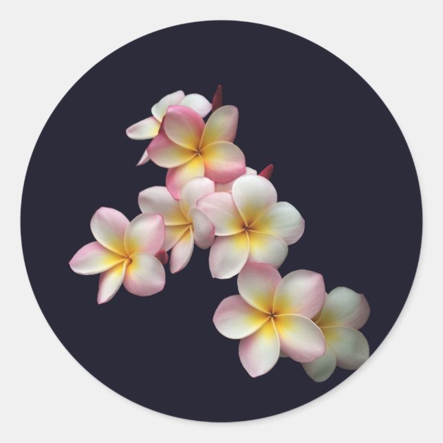Plumeria blossoms on dark blue classic round sticker (Front)