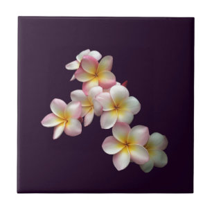 Plumeria blossoms on dark purple tile
