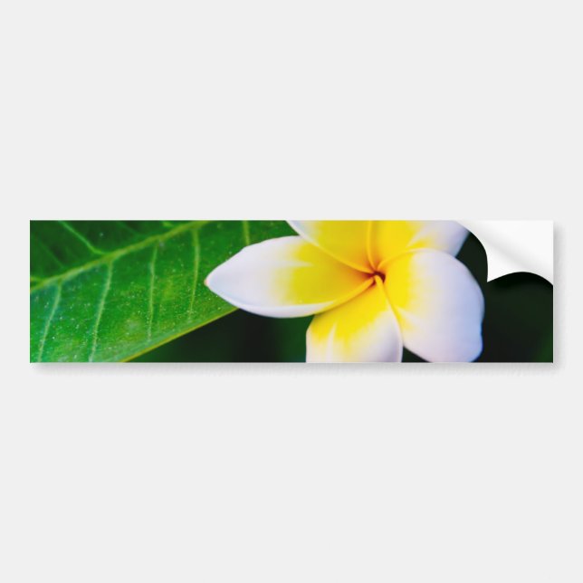 plumeria bumper sticker (Front)