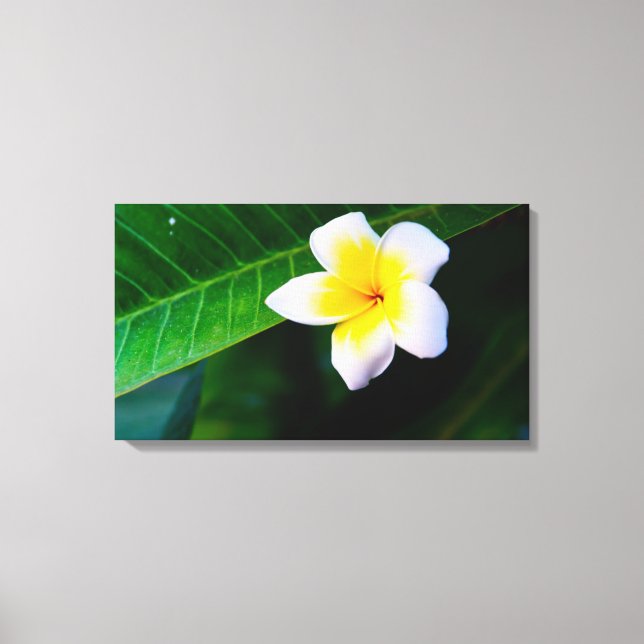plumeria canvas print (Front)