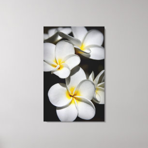 Plumeria Canvas Print