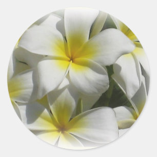 Plumeria Celedine Tropical Flowers Sticker