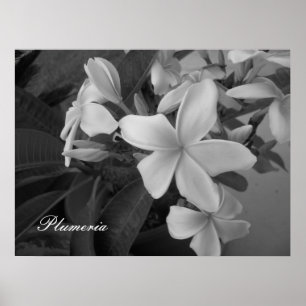 plumeria - Customised Poster