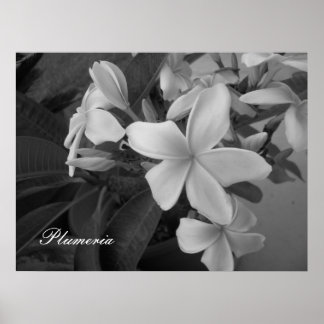 plumeria - Customised Poster