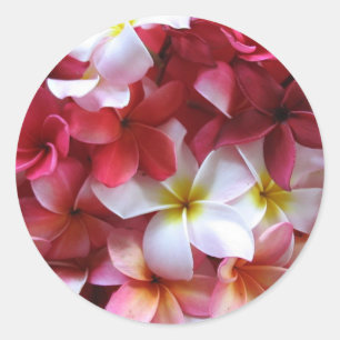 Plumeria Flower Cluster Bouquet Classic Round Sticker