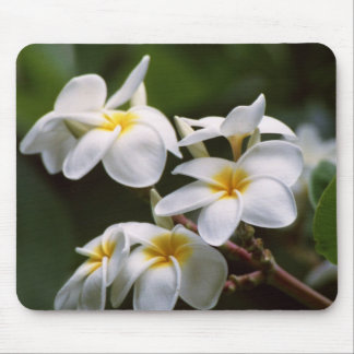 Plumeria Flower Mouse Mat