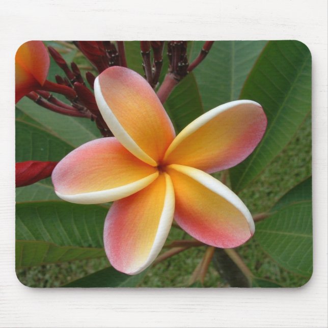 Plumeria Flower Oahu Hawaii Mouse Mat (Front)