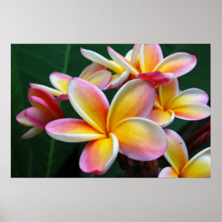 Plumeria Flower on Canvas! Poster