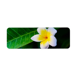 Plumeria Flower Photography
