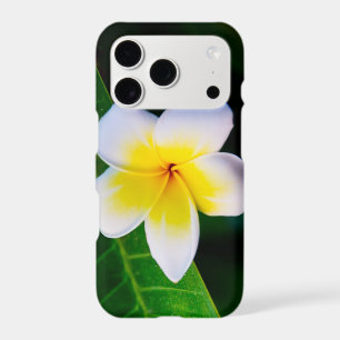 Plumeria Flower Photography